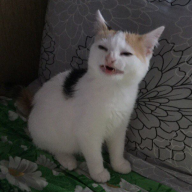 ChoGato