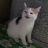 ChoGato